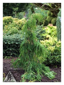 THUJA occidentalis 'Pendula'